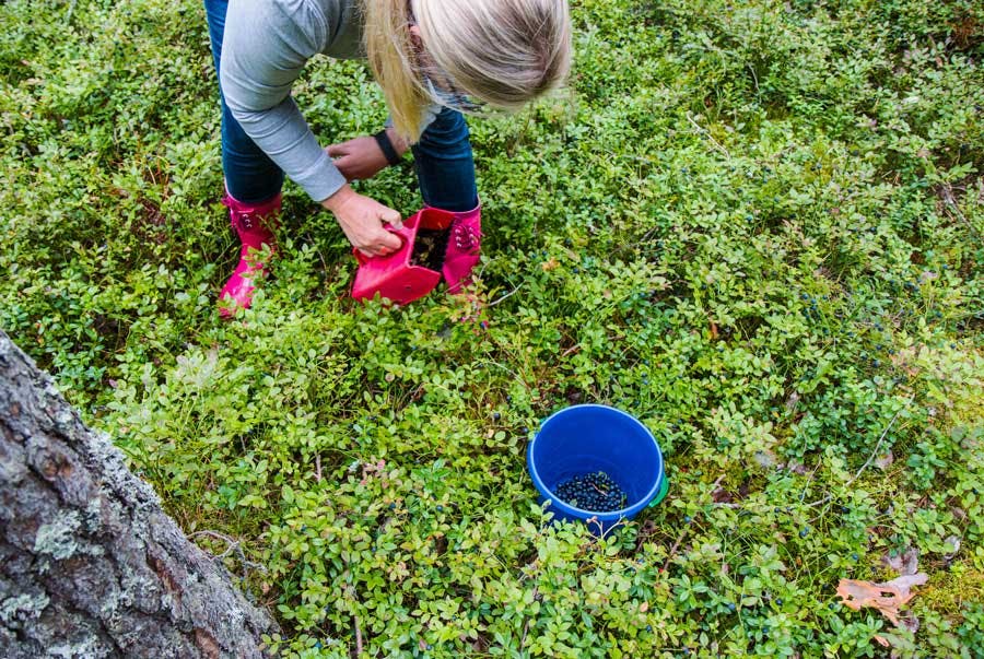 kvinde plukker blåbær i skoven