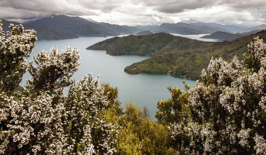 Biene som lager manuka, får nektaren sin fra planten Leptospermum scoparium (rosenmyrt), som vokser vilt i New Zealand (bildet her) og Australia.
