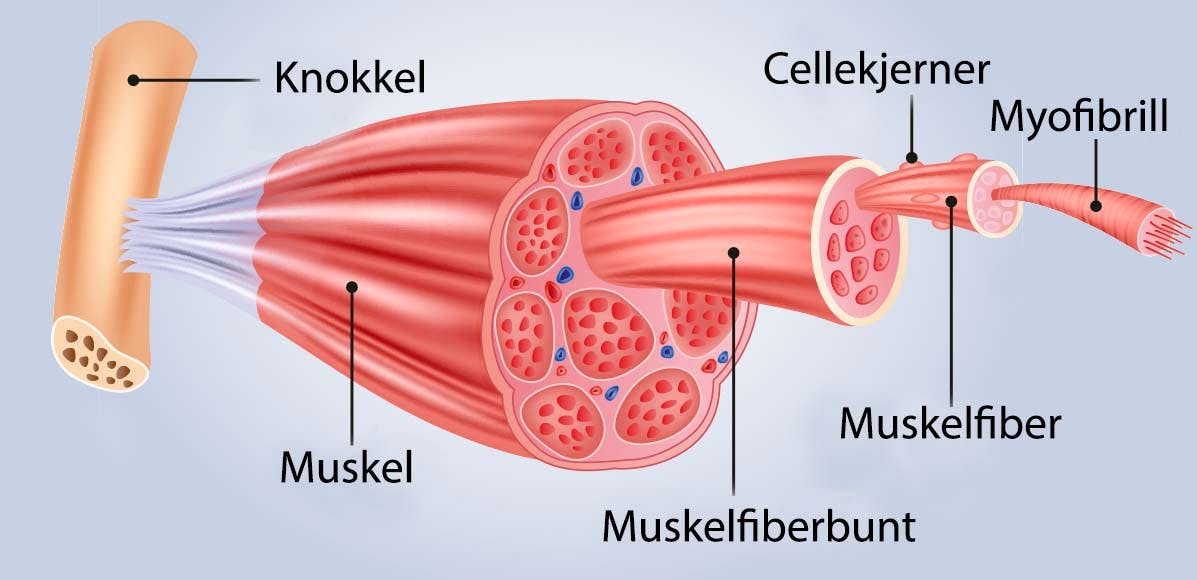 CELLEKJERNER ER NØKKELEN