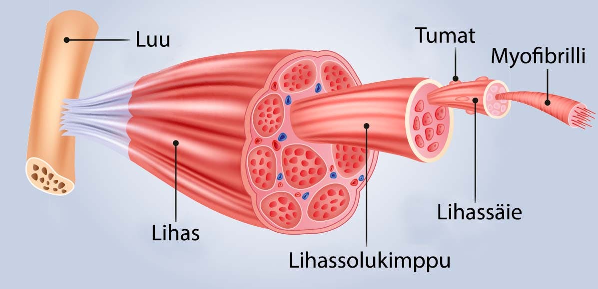 LIHAS RAKENTUU LIHASSOLUISTA