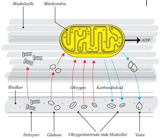 Energiomsetning i musklene