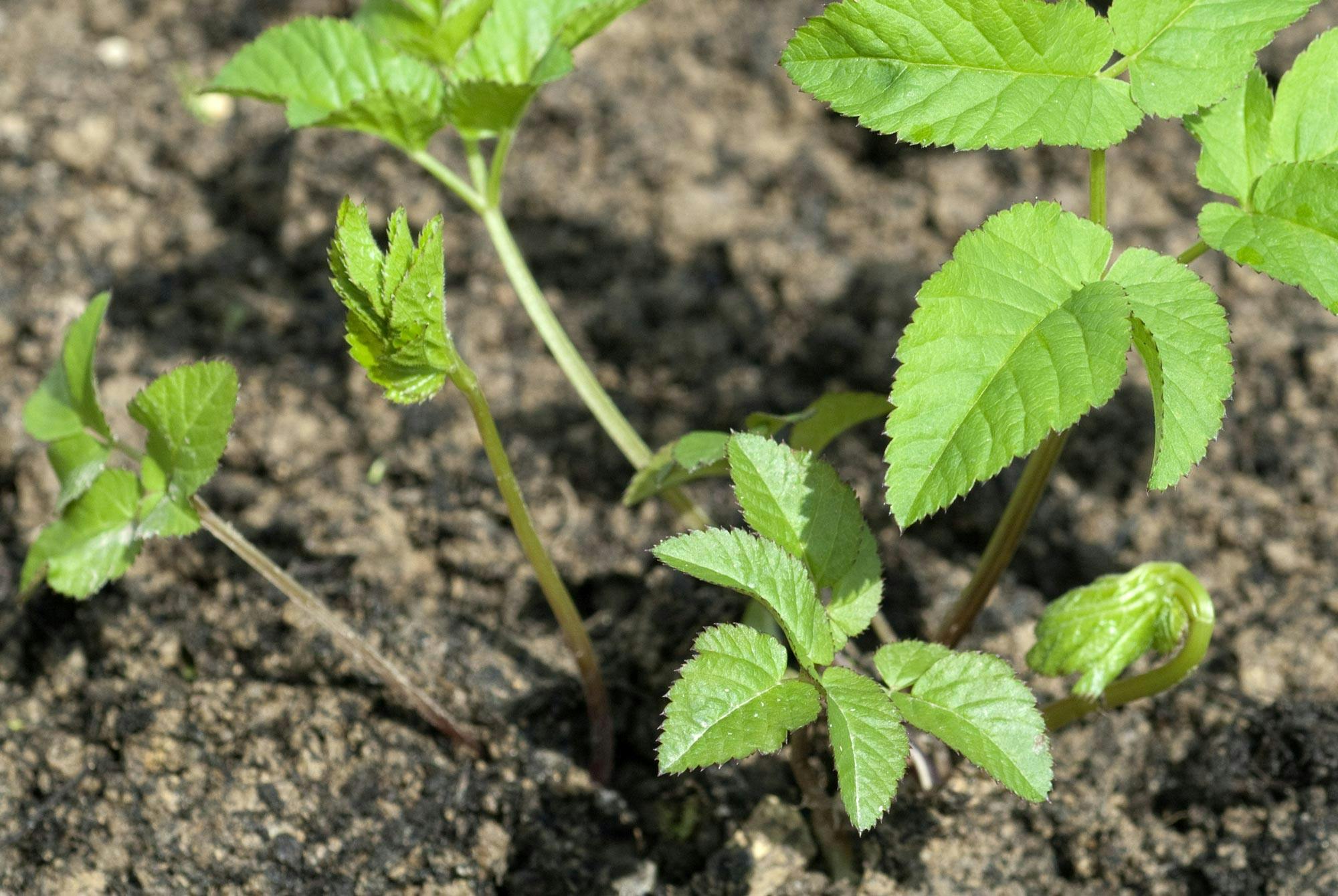 Vuoheputki alkaa versoa – tuoreet versot sopivat parhaiten salaattiin.