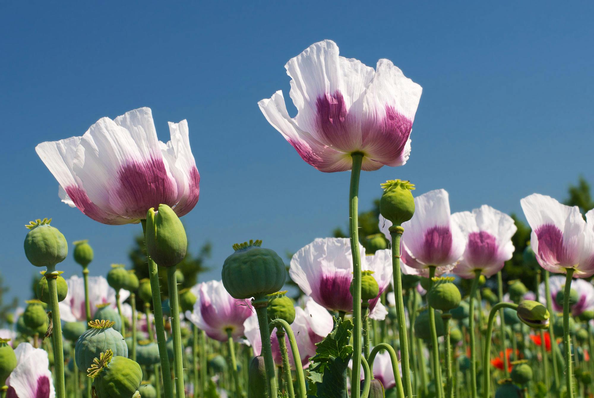 Oopiumunikon viljelymaa – opioidit luonnollinen lähde.