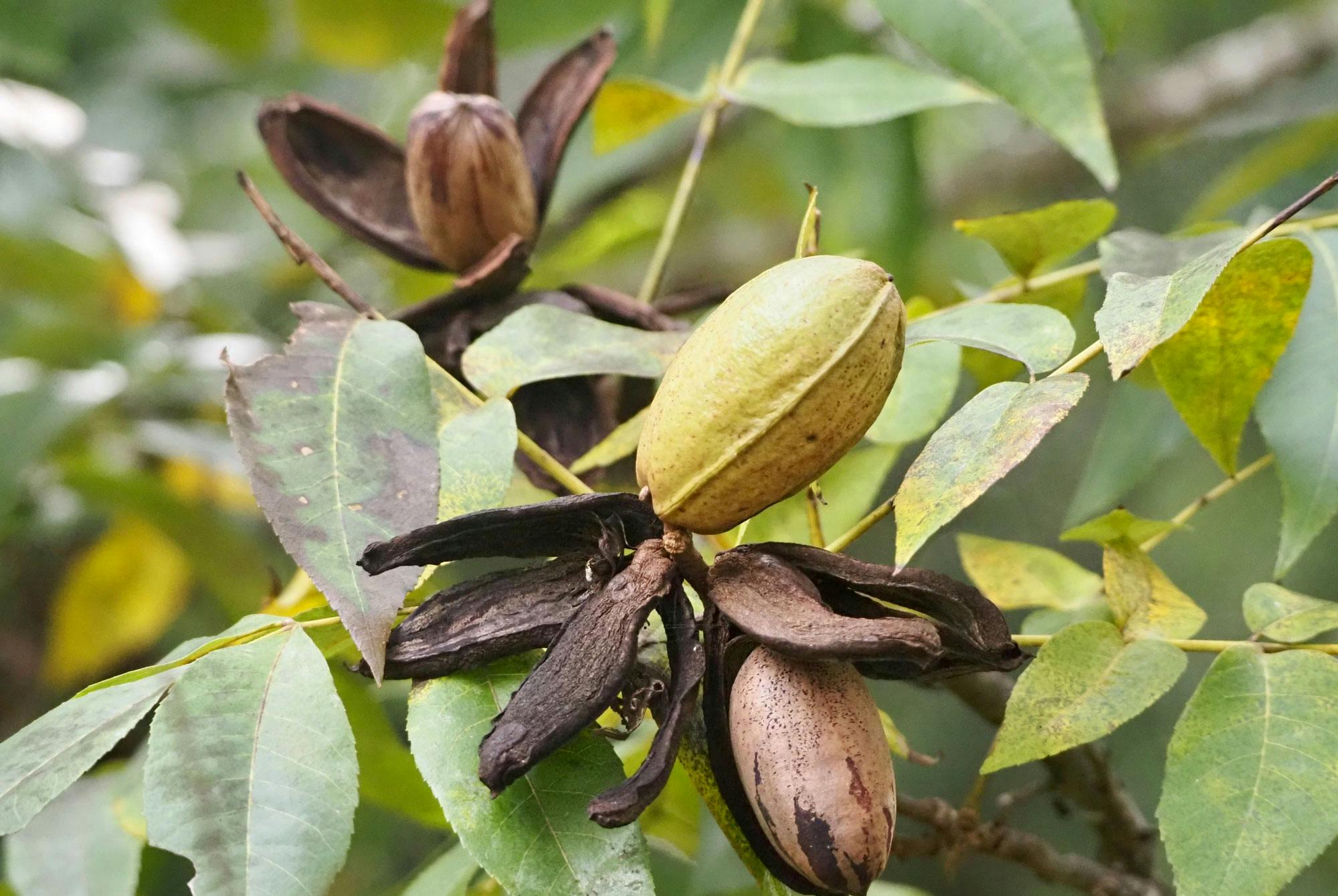 Pekannøtter på tre