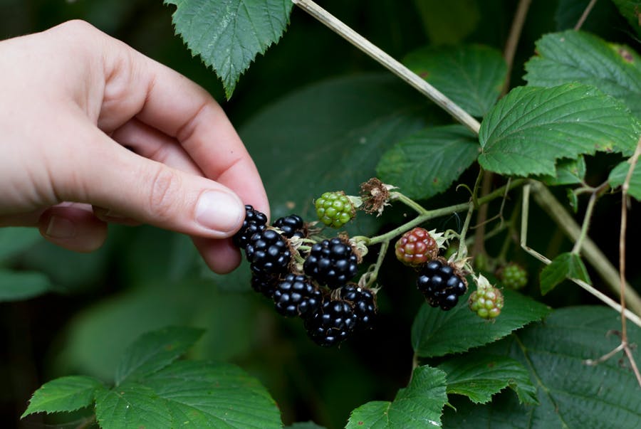 Hånd, der plukker brombær fra en busk