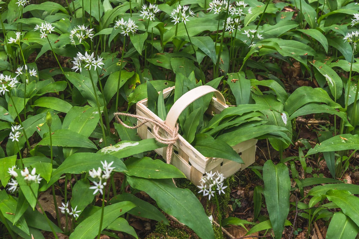Ramslök växer vilt och kan också odlas i trädgården - bra för ramslökspesto