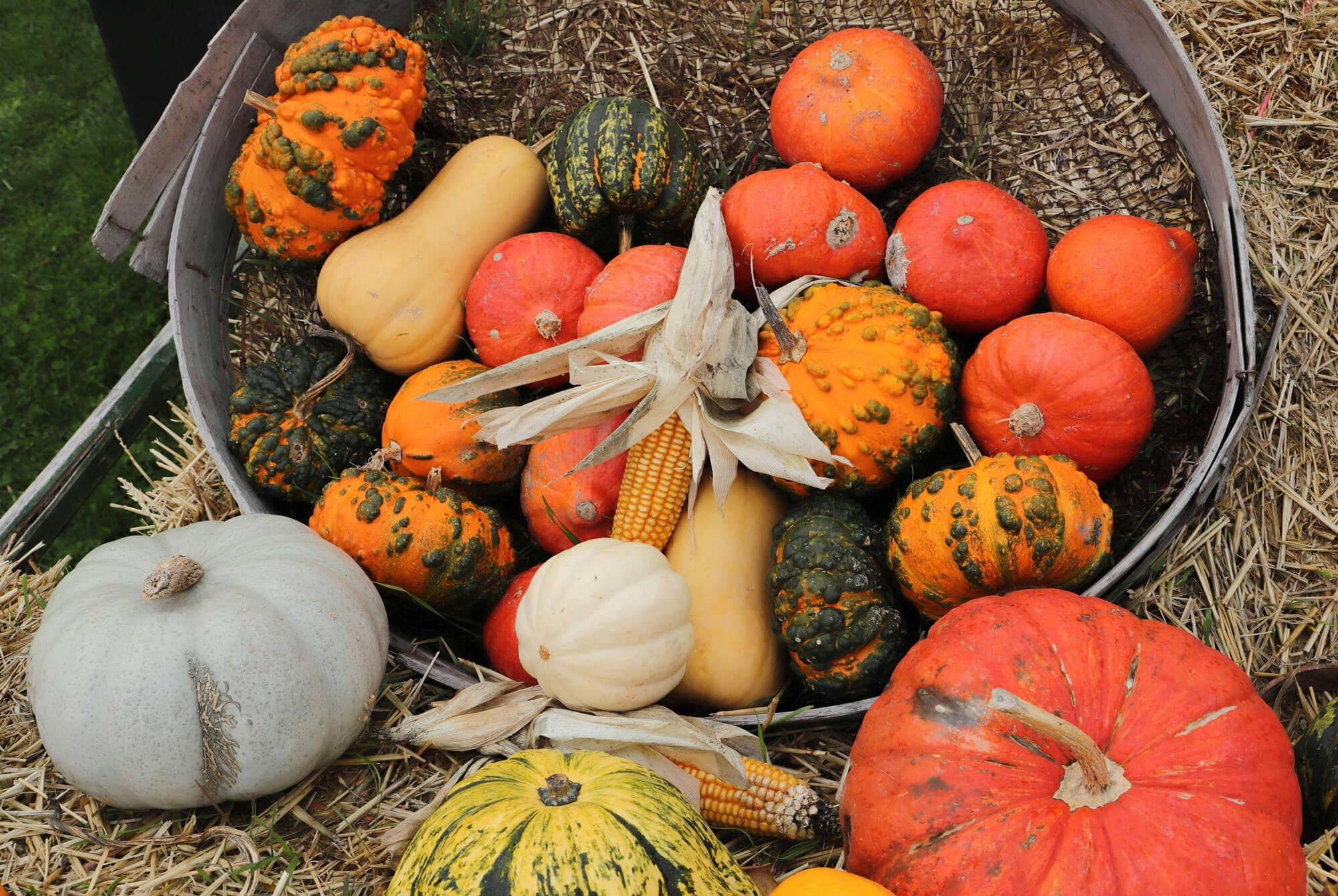 Pyntegresskar som er pent lagt på halm