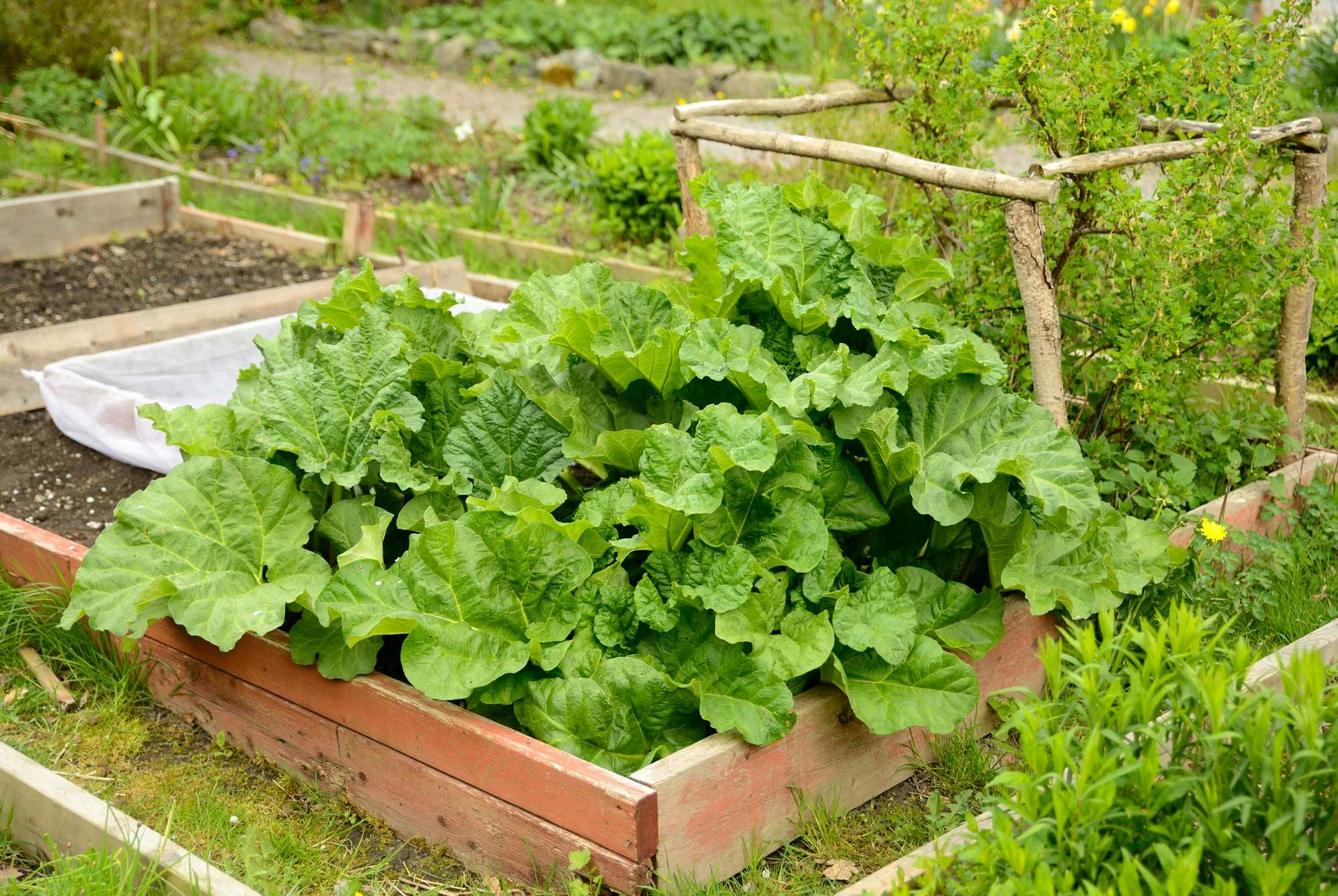 Modne rabarbraplanter i grønnsakshagen