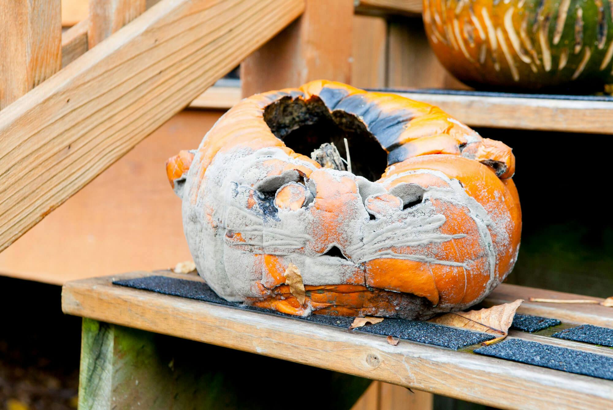 Råttent Halloween-gresskar på trappen