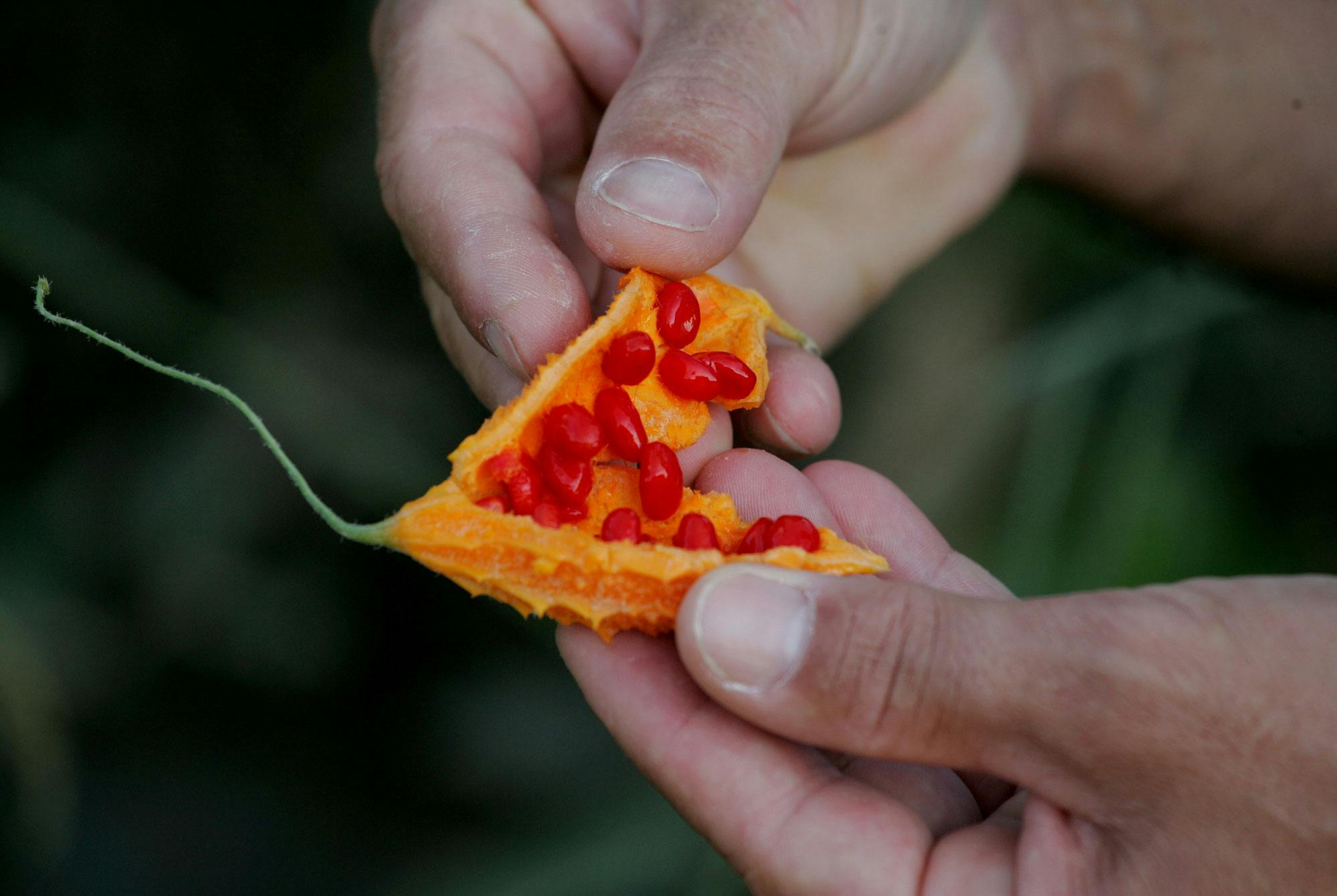 moden gul bitter-melon med røde kerner