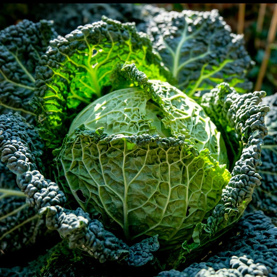 Savoy: Kålsorter