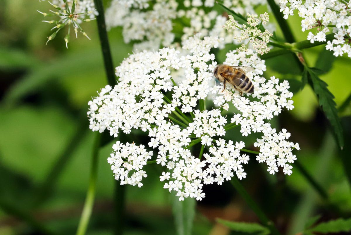 Mehiläinen imee kukkivan rikkaruohon mettä
