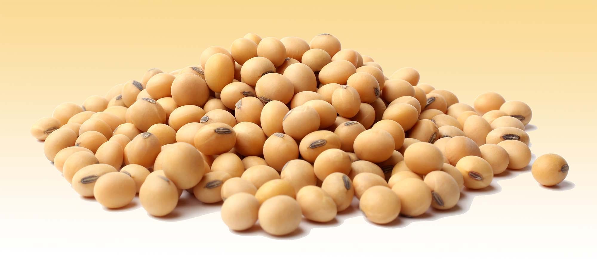 Tørrede sojabønner – en god fødevare, hvis du lider af proteinmangel