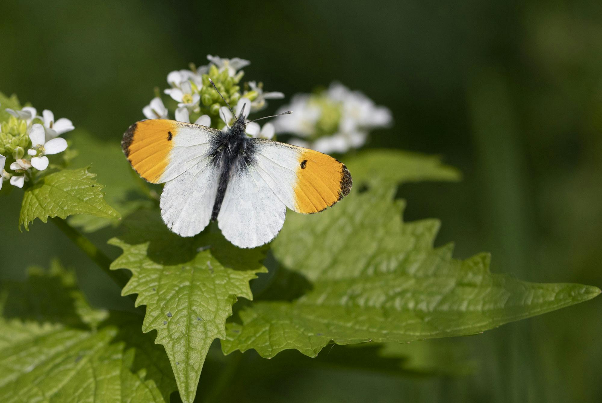 Auroraperhosuros litulaukalla.