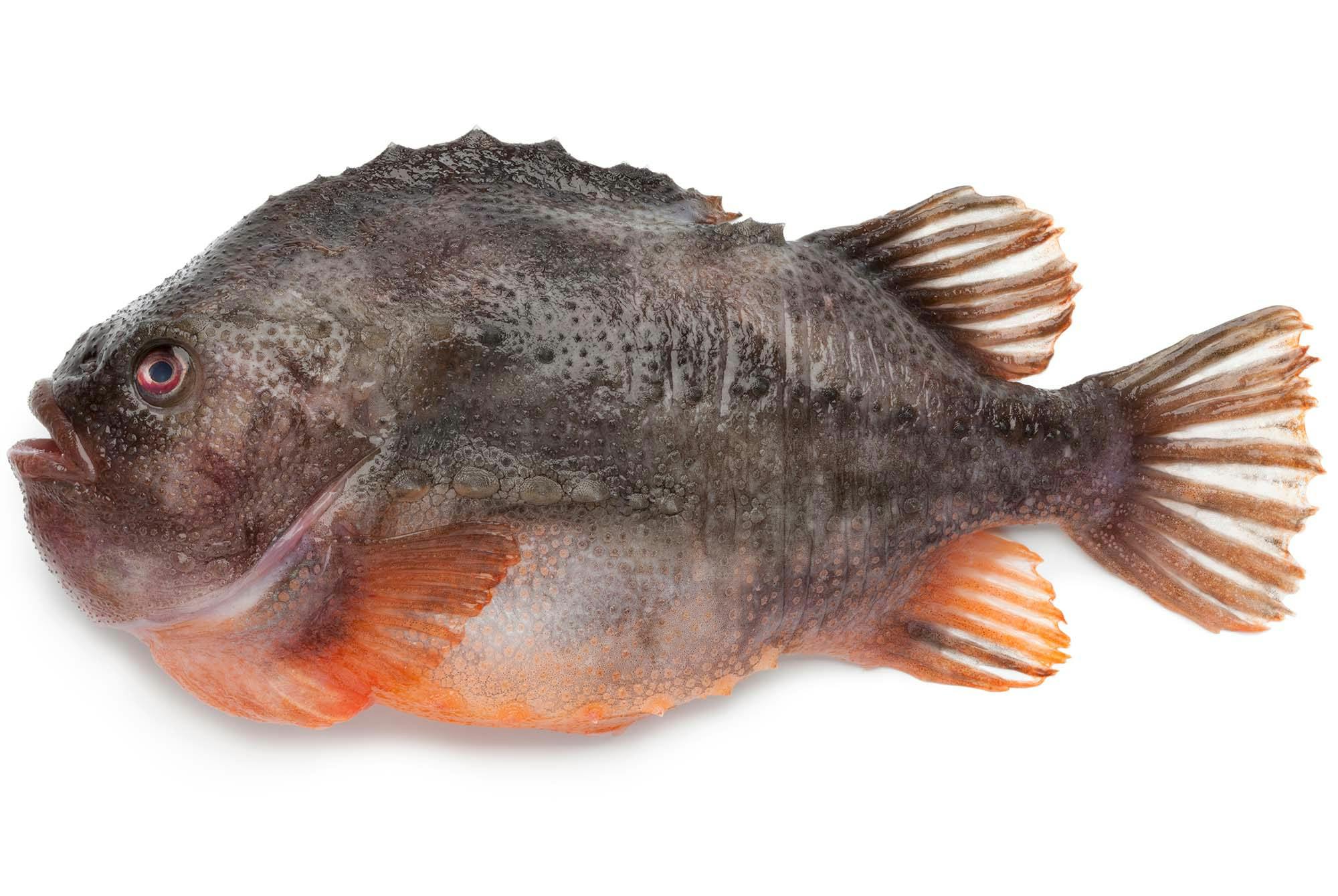 Stenbider – også kaldet kvabso – og på latin "Cyclopterus lumpus"