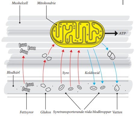 Energiomsättning i musklerna