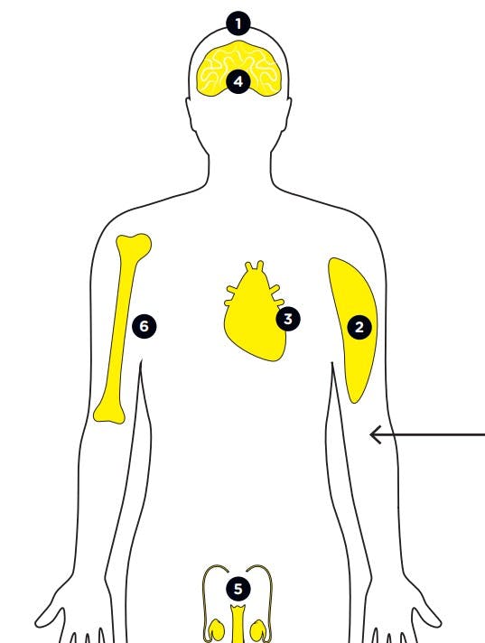 Testosteron, mann, hormoner, kroppen