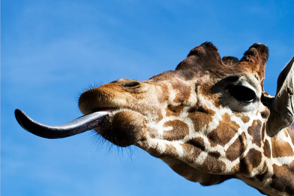 De tong is het Zwitserse zakmes van het dierenrijk | wibnet.nl