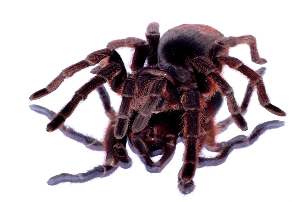 Brazilian giant tawny red-tarantell Brazilian giant tawny red-tarantell