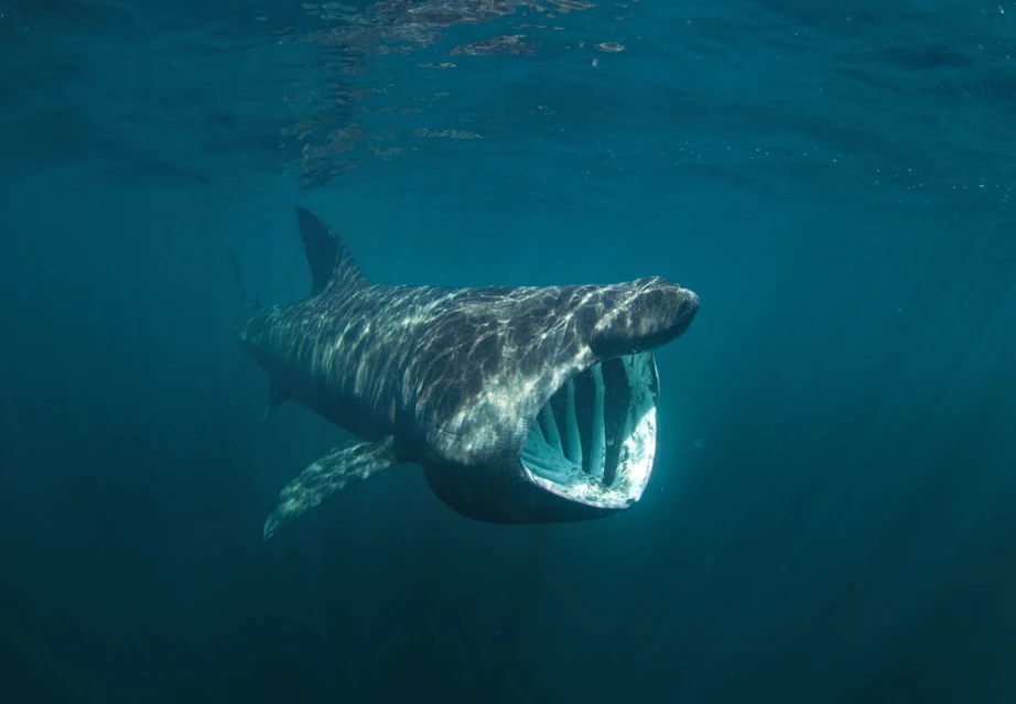 Haaien jagen ook in de Noordzee | wibnet.nl