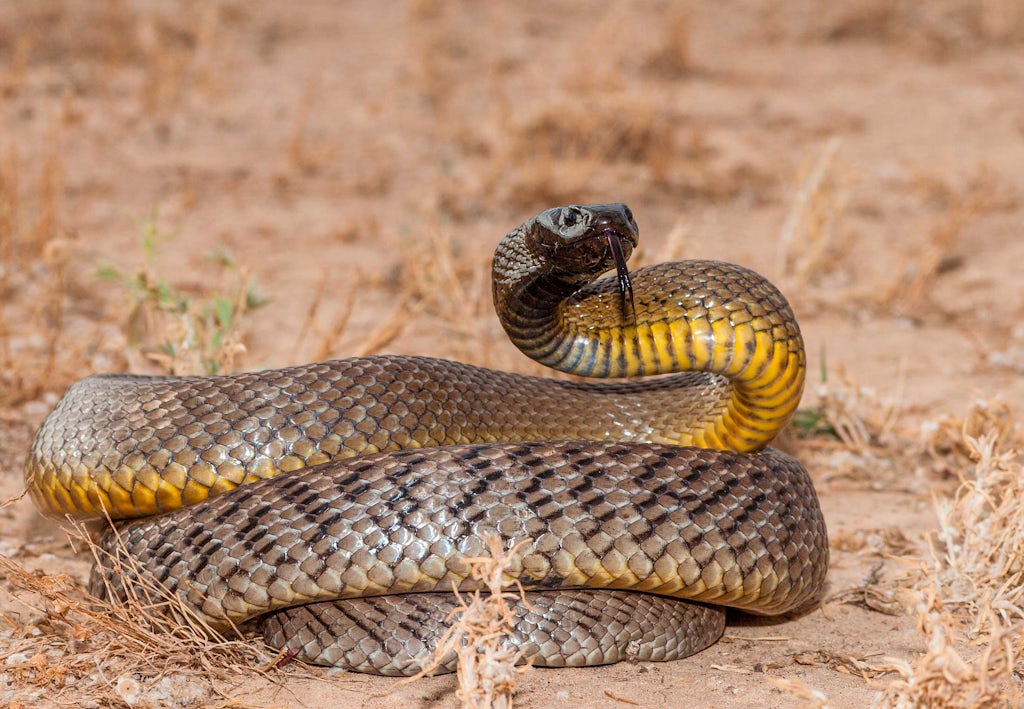 inlandstaipan inlandstaipan