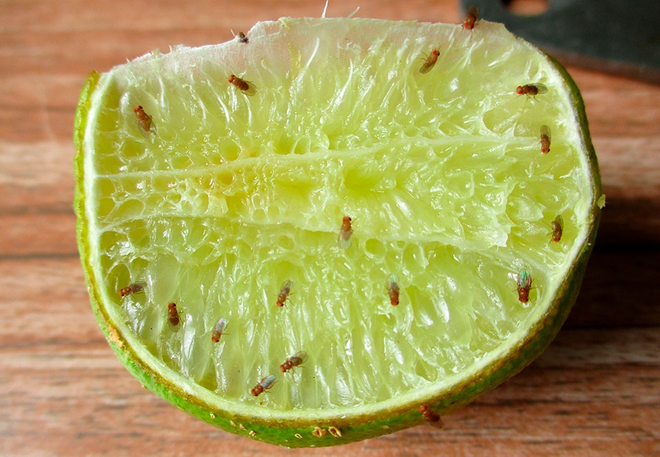 Fruitvliegje Waar komen fruitvliegjes vandaan?