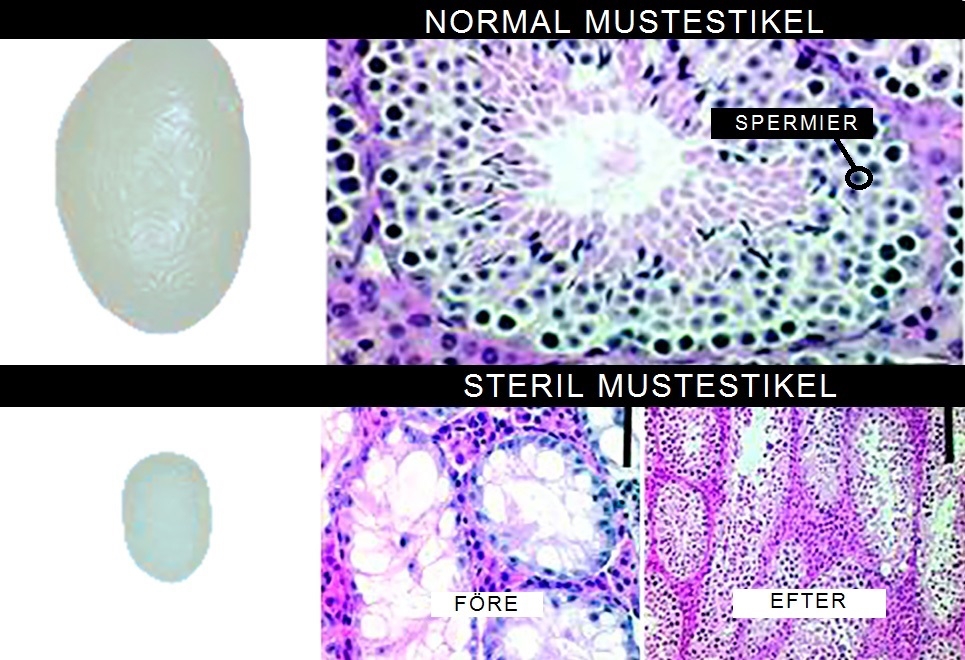 Porno harakatlanuvchi rasmlar