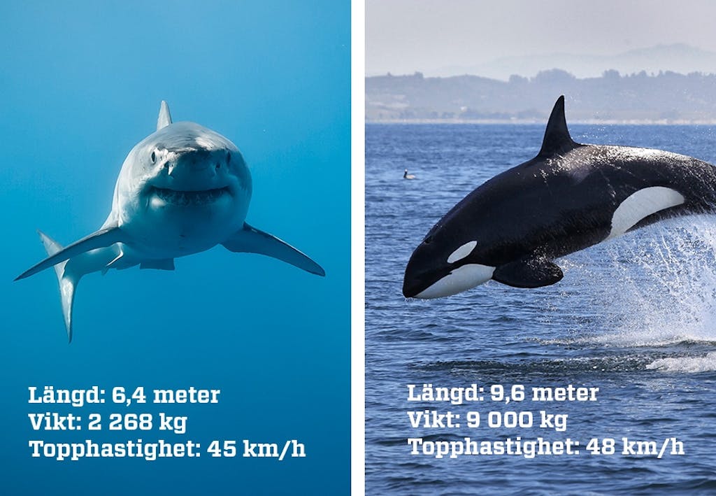 Haj vs späckhuggare