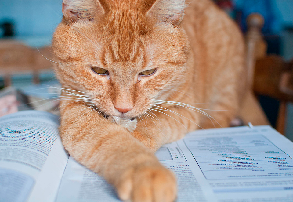 Test jouw huisdier: Hoe slim is jouw hond of kat? | wibnet.nl