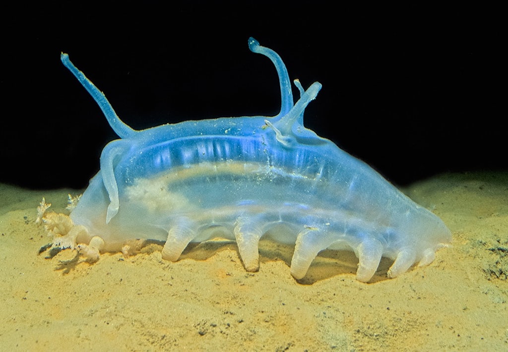 Merisika