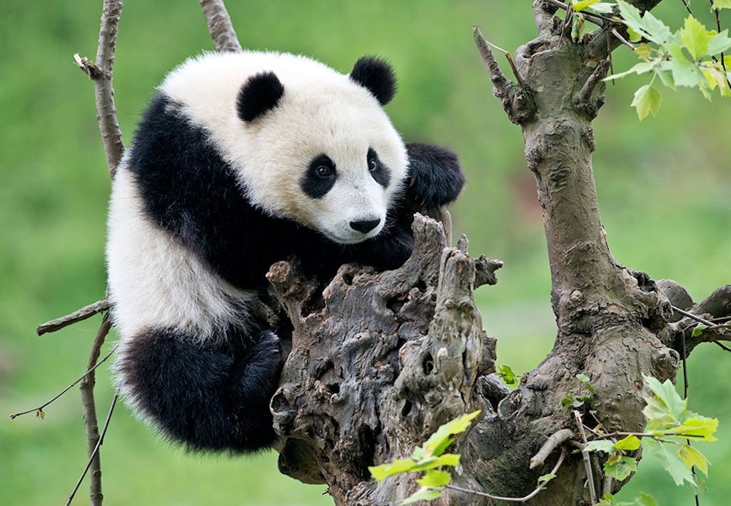 Panda Panda