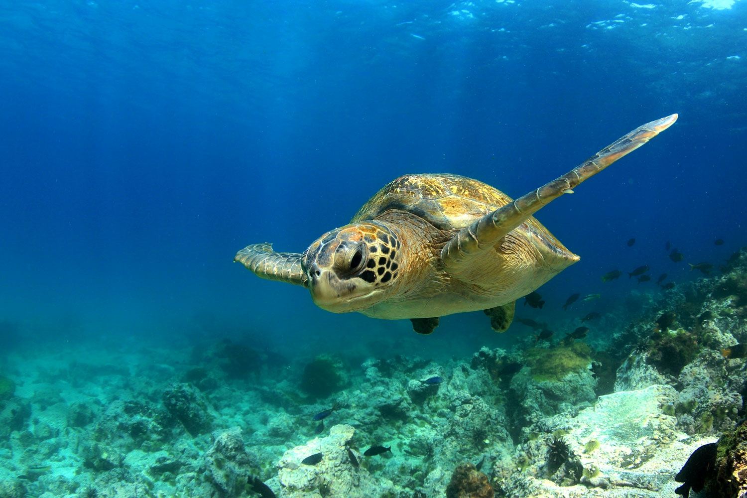 Schildpad ademt met zijn tong | wibnet.nl
