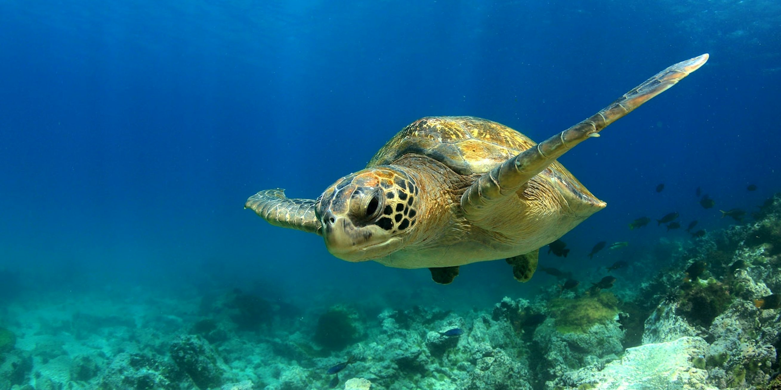 Schildpad ademt met zijn tong | wibnet.nl