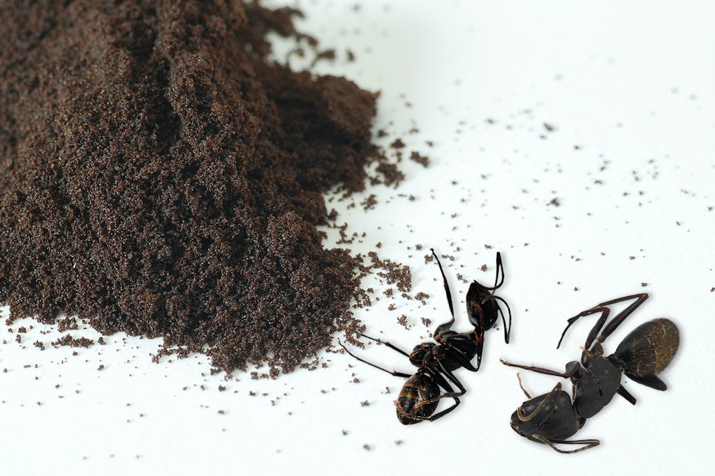 Kan kaffegrut kverke maur