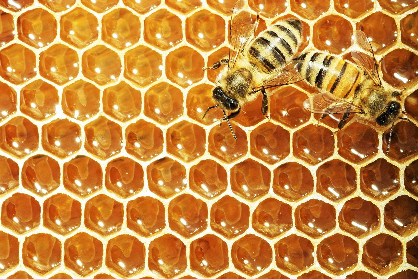 Hhoning Blijft honing eeuwig goed? | wibnet.nl
