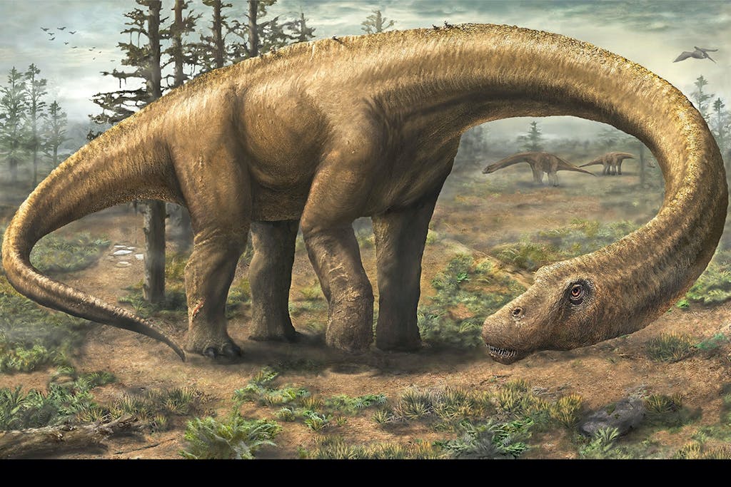 Dreadnoughtus dinosaur 1/2015