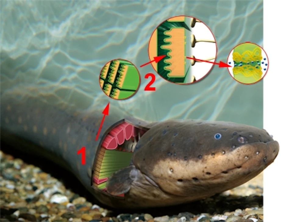 Sidderaal: Hoe maakt een sidderaal stroom? | wibnet.nl