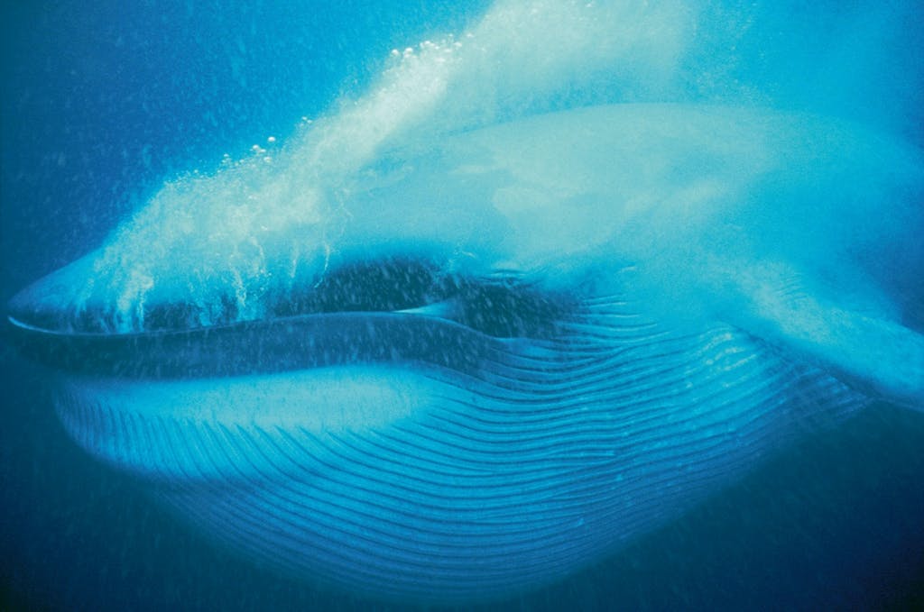whale krill DK