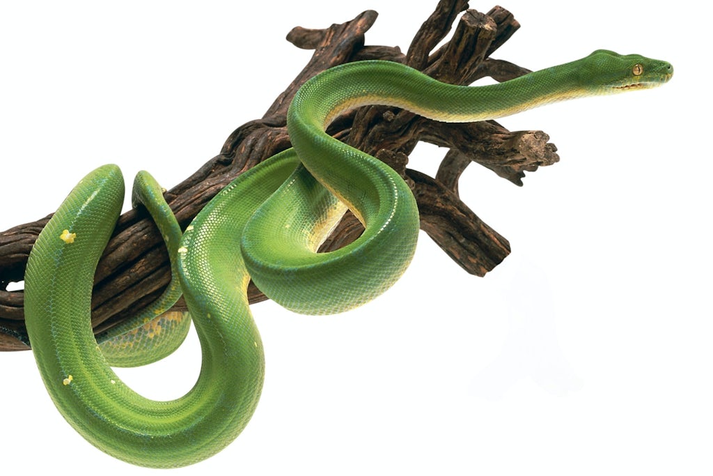 snake climbing