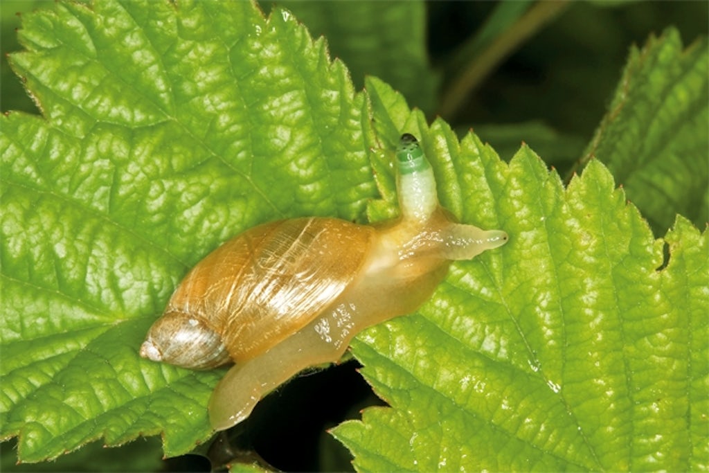 Snail parasite