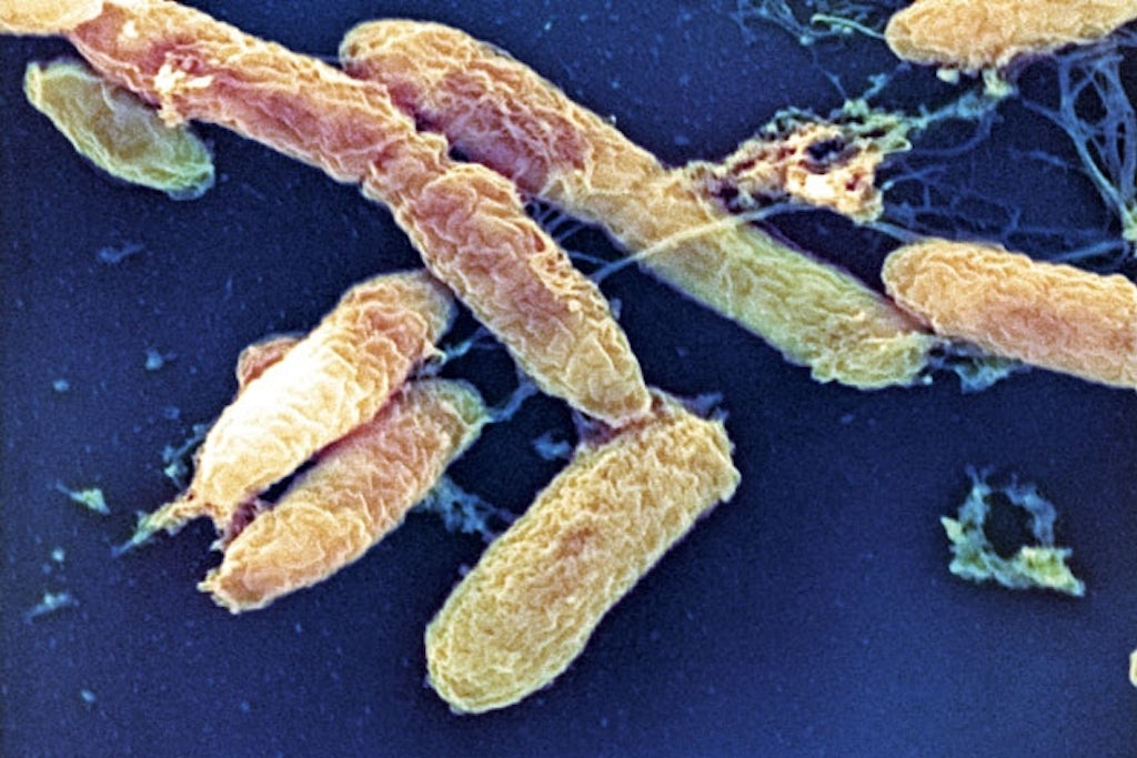 Yersinia pestis bacteria