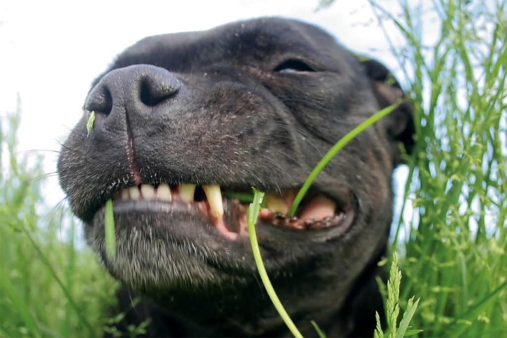 Dog eating grass