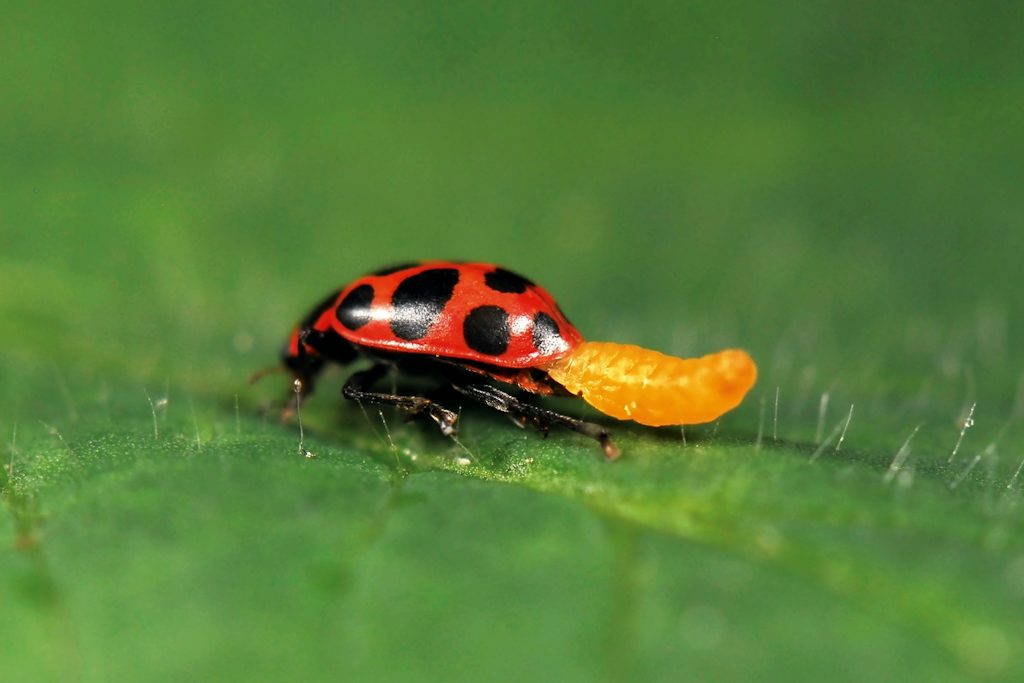 Monster Insecten 6 monsters die in je huis wonen | wibnet.nl