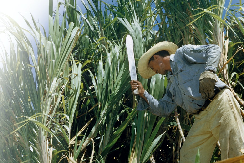 Sugar cane plantation