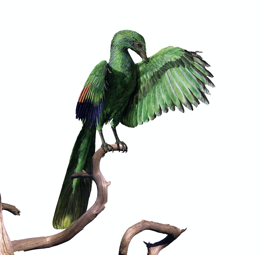 Archaeopteryx, verdens første fugl Archaeopteryx, verdens første fugl