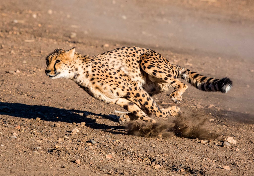 Hur Snabbt Springer En Gepard