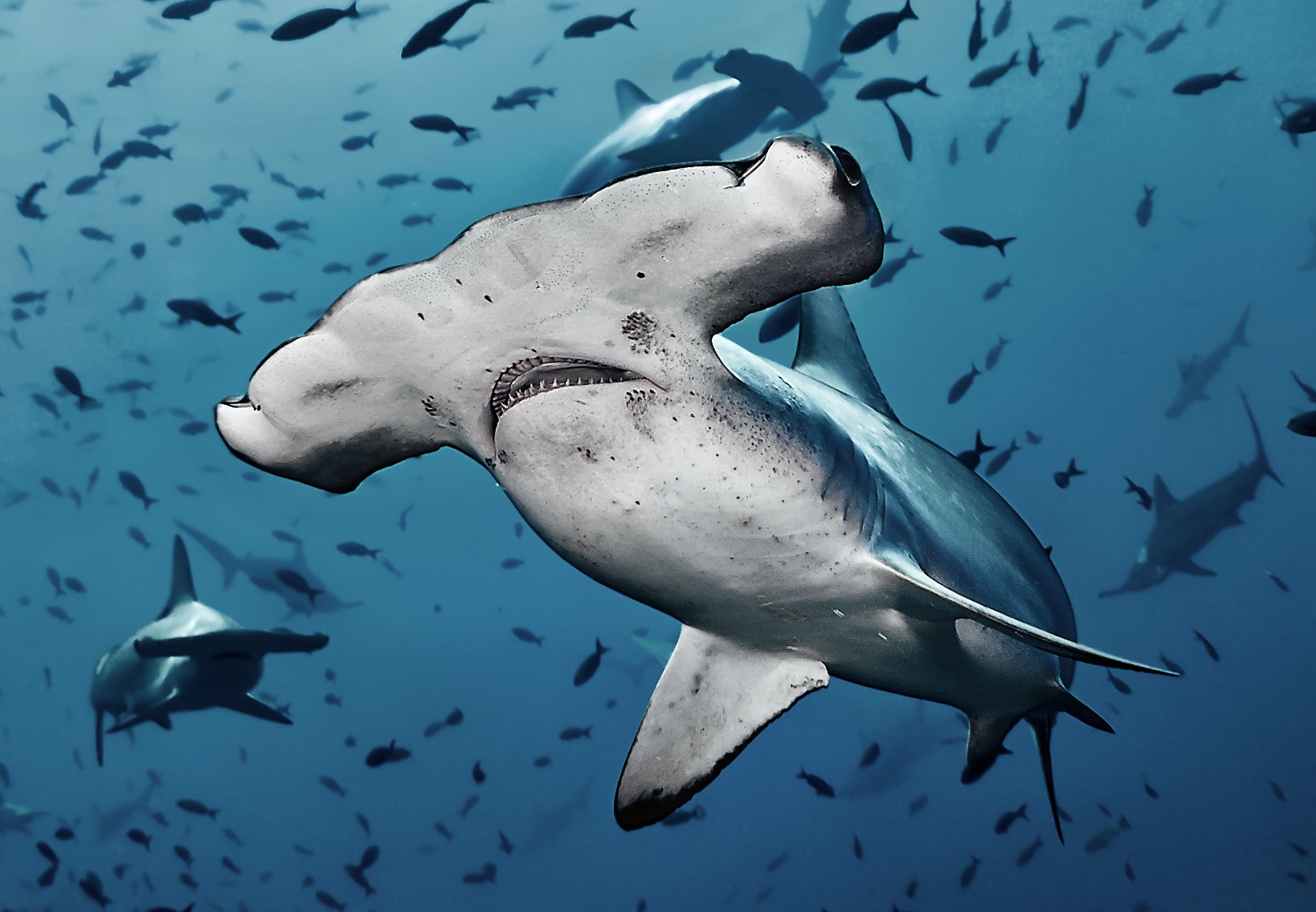 Aseksuaalit Elaimet Lisaantyvat Omin Pain Tieku Fi