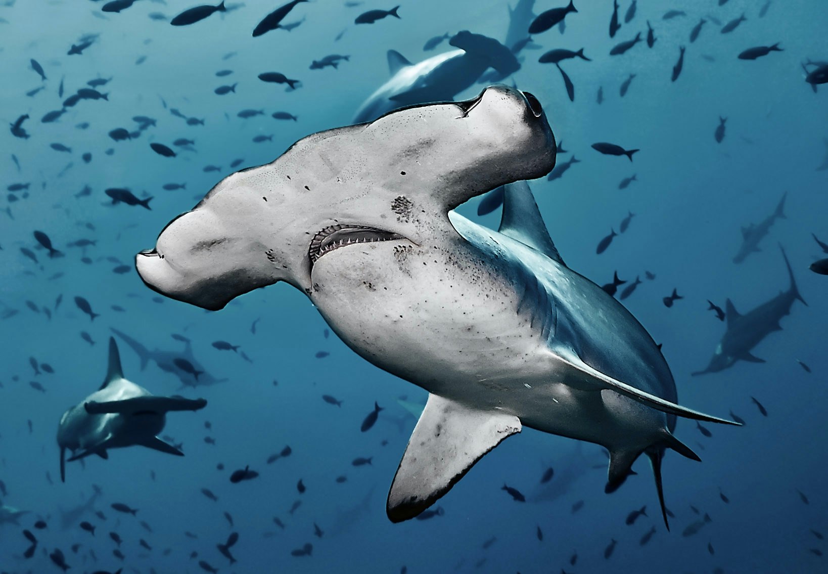 Aseksuaalit Elaimet Lisaantyvat Omin Pain Tieku Fi Aseksuaalit Elaimet Lisaantyvat Omin Pain Tieku Fi