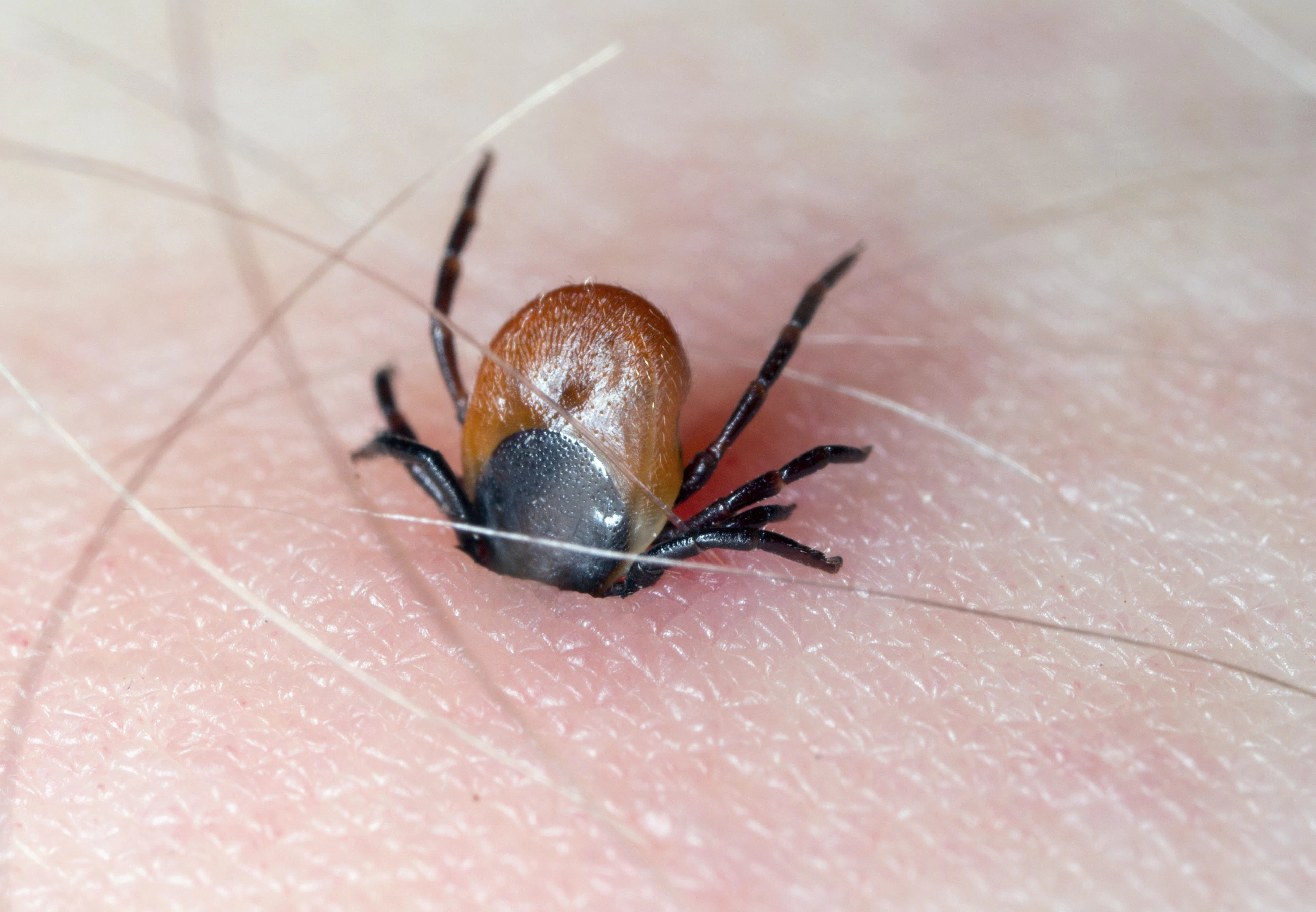 Tittar Insect Insekter | Vad är insekter? Och vad äter de? | illvet.se