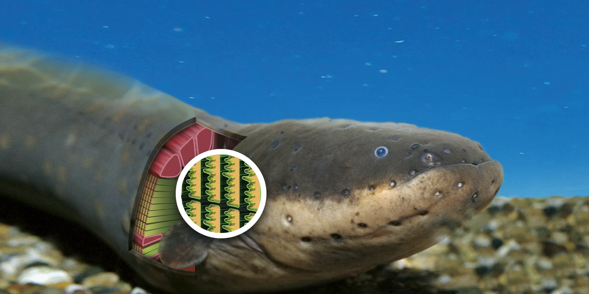 De sidderaal produceert 600 volt | wibnet.nl